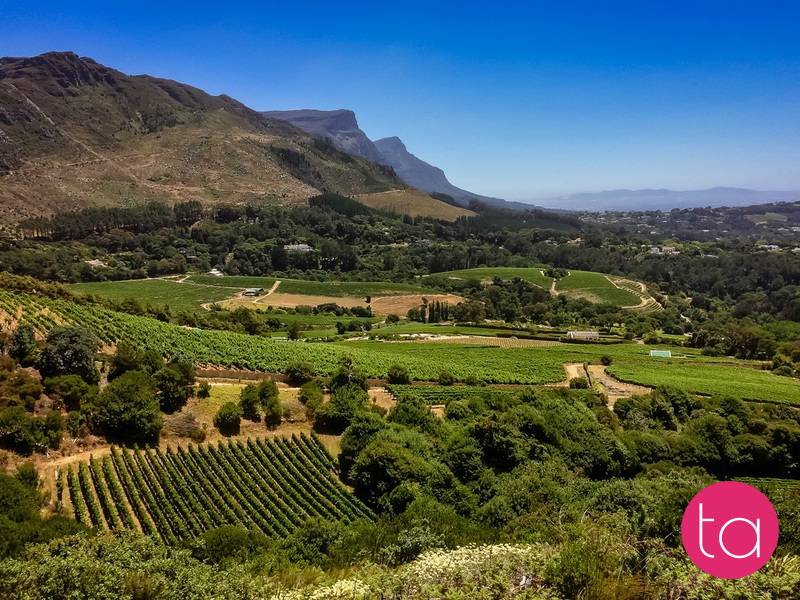 Stellenbosch Wineries in South Africa