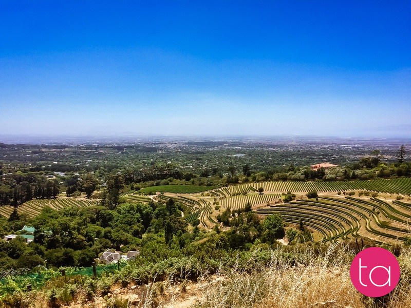 Stellenbosch Wineries in South Africa