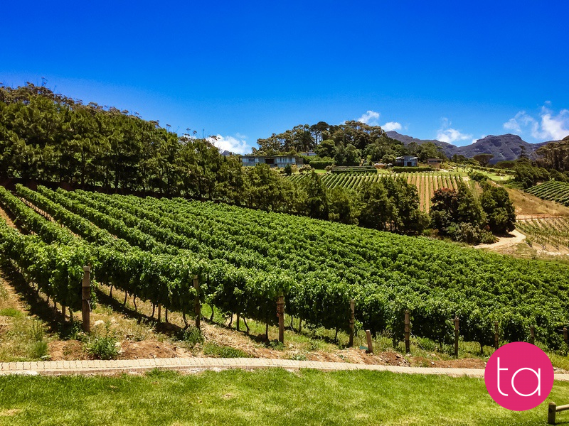 Stellenbosch Wineries in South Africa