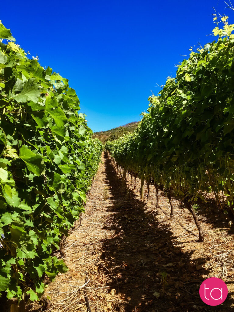 Stellenbosch Wineries in South Africa