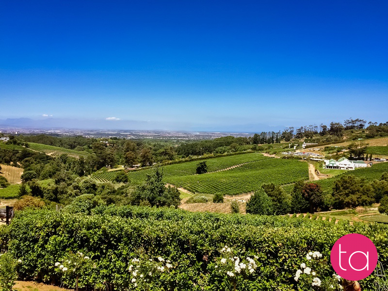 Stellenbosch Wineries in South Africa