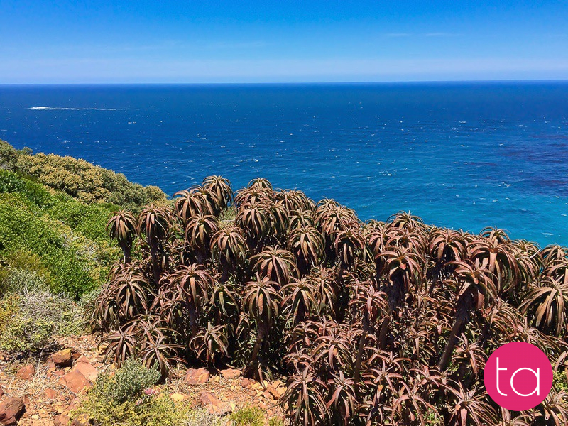 Cape Of Good Hope, On The Atlantic Coast Of The Cape Peninsula In South Africa