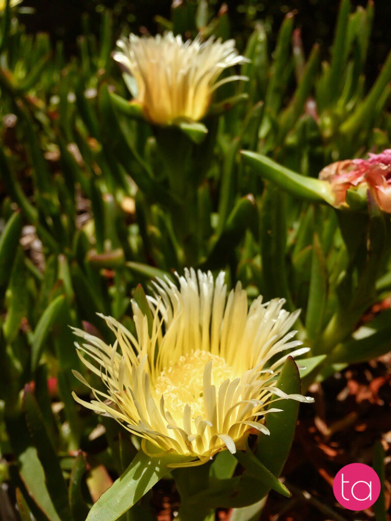 Cape Of Good Hope, On The Atlantic Coast Of The Cape Peninsula In South Africa