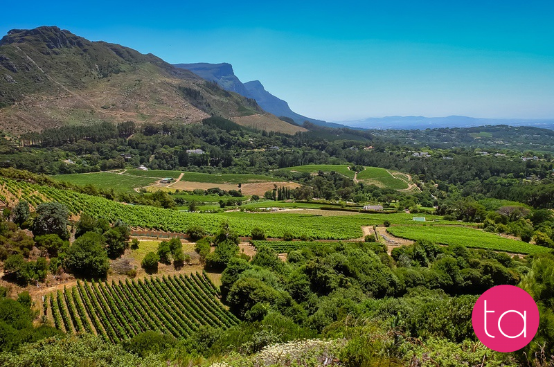 Stellenbosch Wineries in South Africa