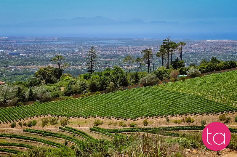 Stellenbosch Wineries in South Africa