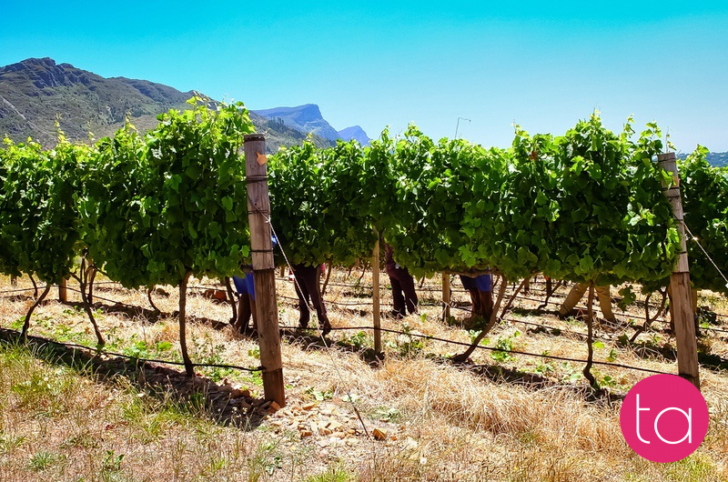 Stellenbosch Wineries in South Africa