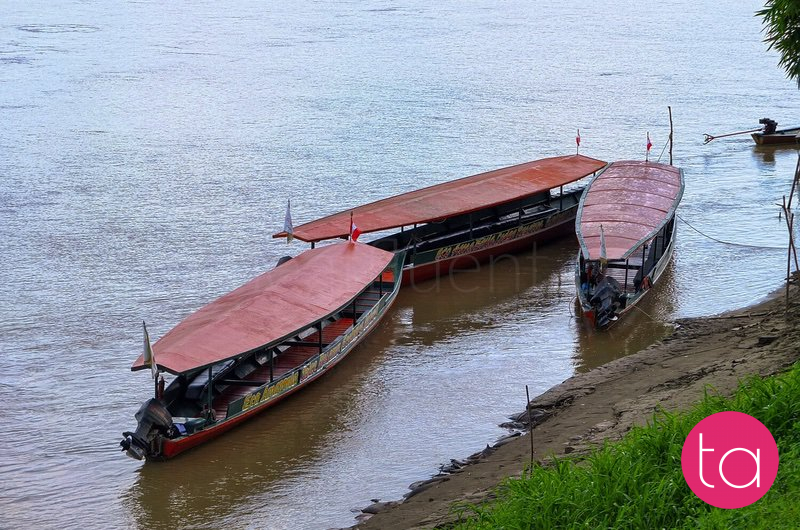 Amazon (Tambopata National Reserve), Peru
