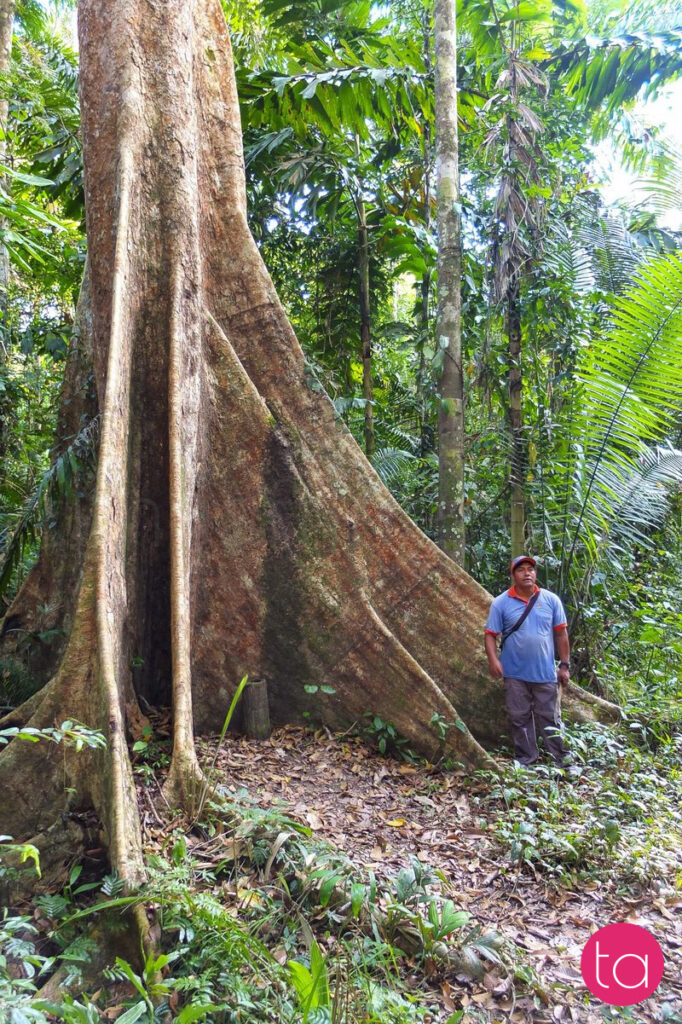 Amazon (Tambopata National Reserve), Peru