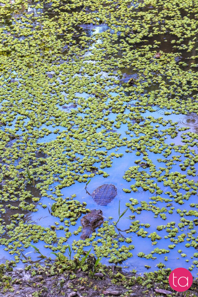 Amazon (Tambopata National Reserve), Peru