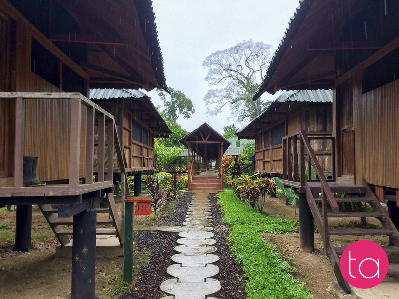 Amazon (Tambopata National Reserve), Peru
