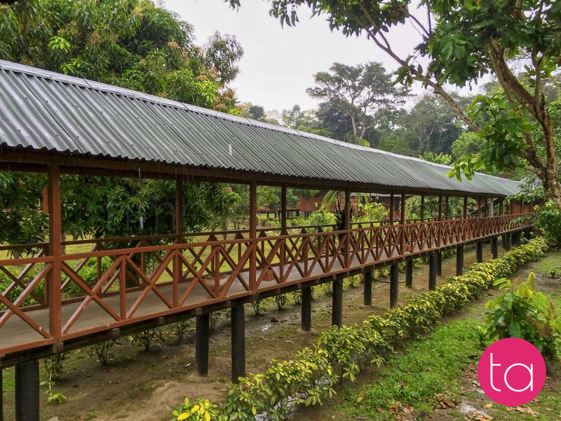 Amazon (Tambopata National Reserve), Peru