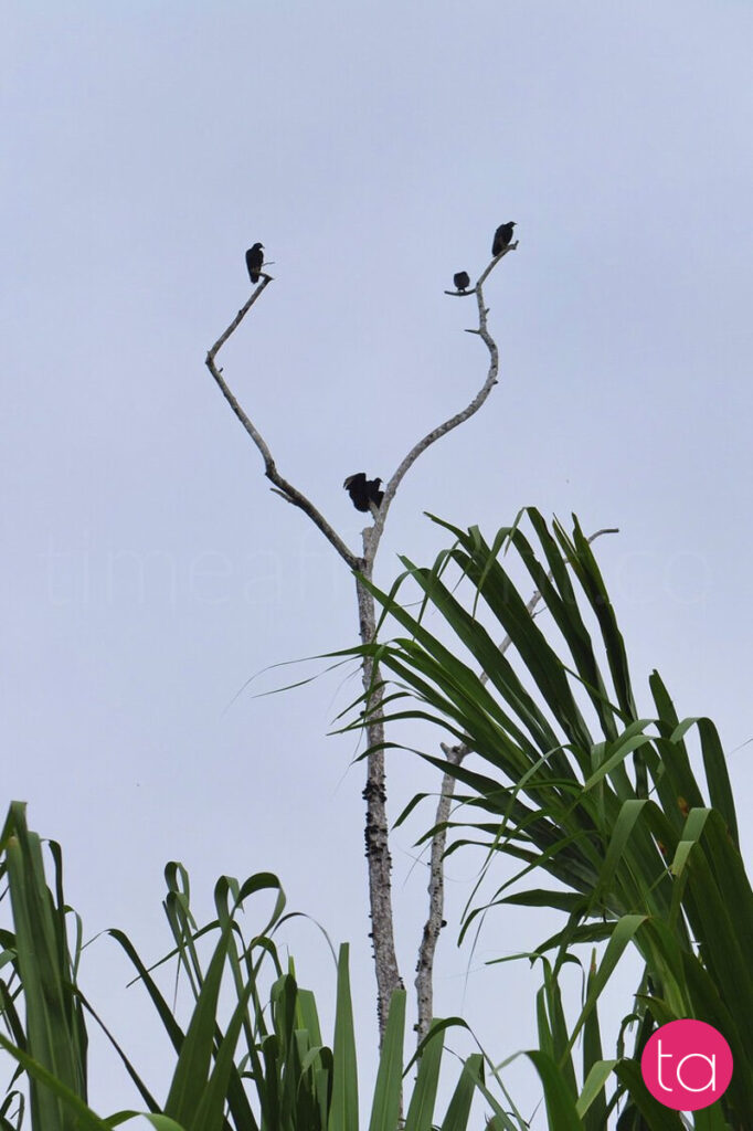 Amazon (Tambopata National Reserve), Peru