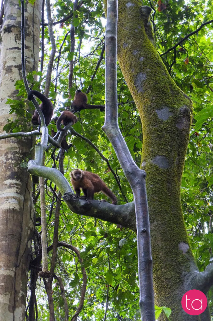 Amazon (Tambopata National Reserve), Peru