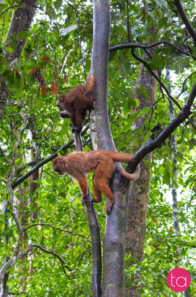 Amazon (Tambopata National Reserve), Peru