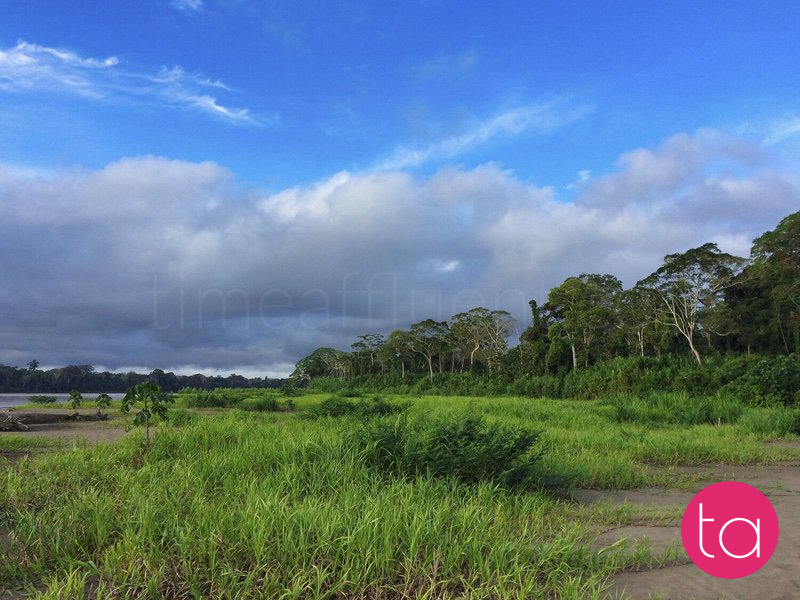 Amazon (Tambopata National Reserve), Peru