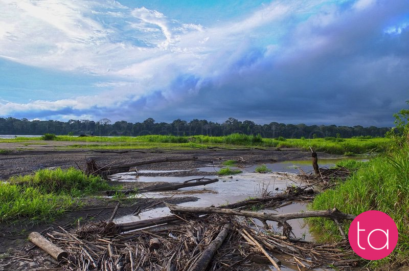 Amazon (Tambopata National Reserve), Peru