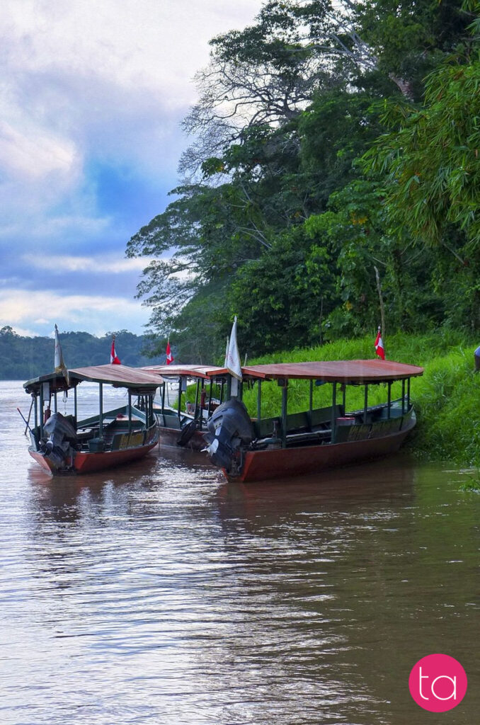 Amazon (Tambopata National Reserve), Peru