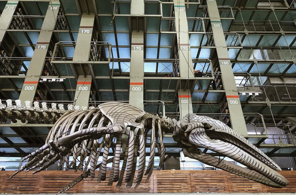 Mexico City's Biblioteca Vasconcelos