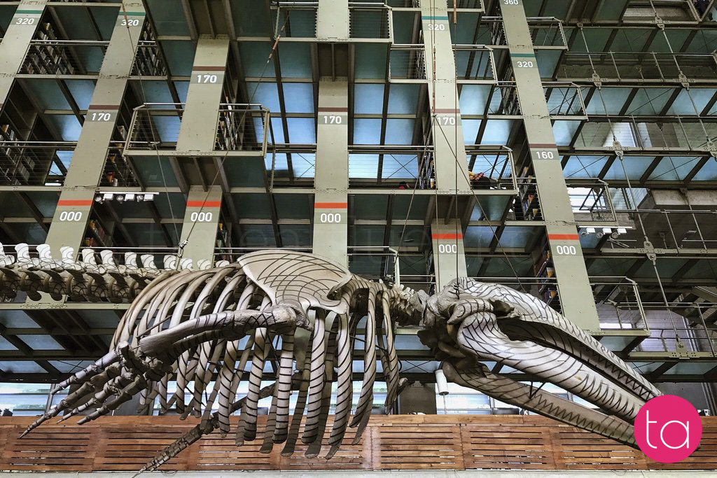 Mexico City's Biblioteca Vasconcelos