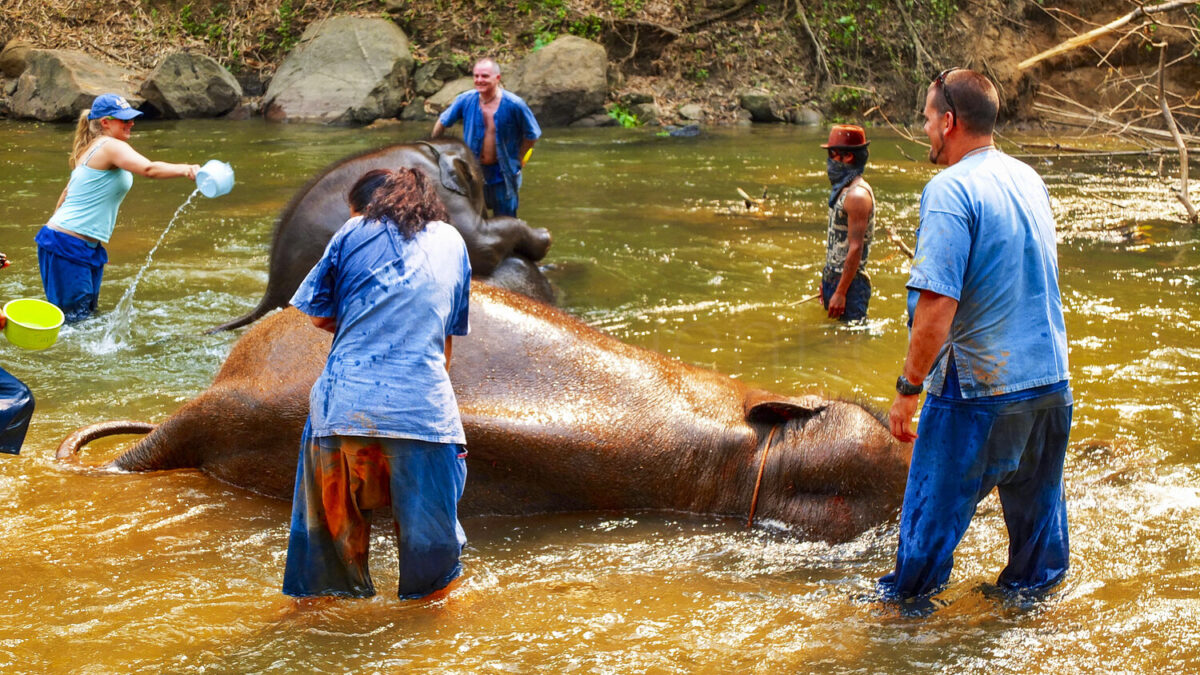 Bathing with Elephants in Thailand