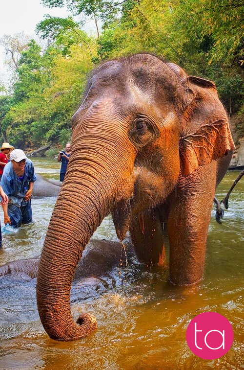 Bathing with Elephants in Thailand