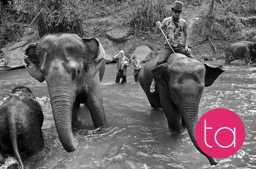 Bathing with Elephants in Thailand