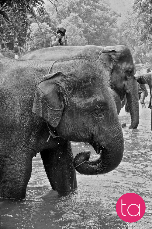 Bathing with Elephants in Thailand