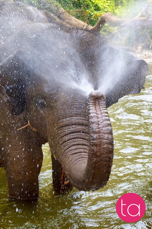 Bathing with Elephants in Thailand