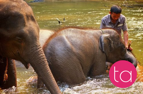 Bathing with Elephants in Thailand