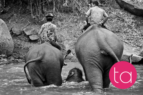 Bathing with Elephants in Thailand