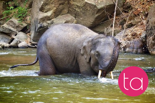 Bathing with Elephants in Thailand