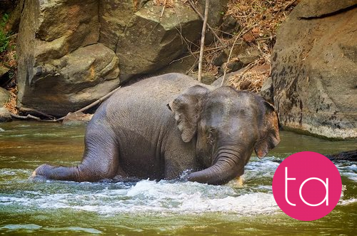Bathing with Elephants in Thailand