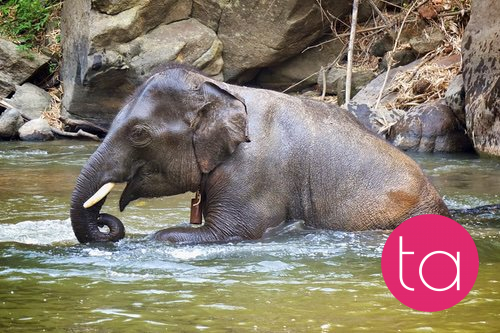 Bathing with Elephants in Thailand