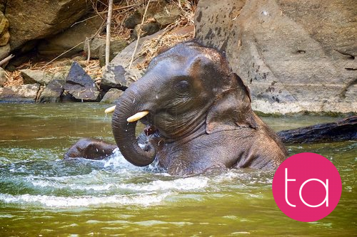 Bathing with Elephants in Thailand