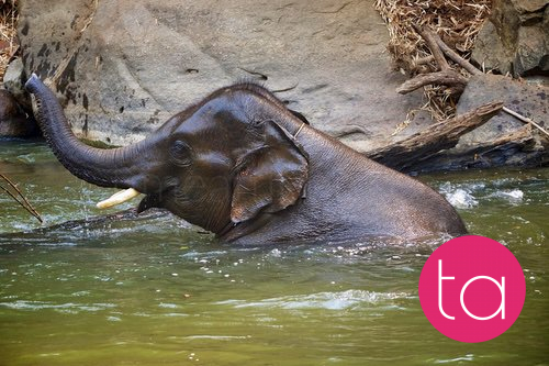 Bathing with Elephants in Thailand