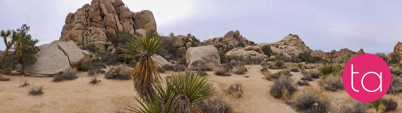 Going Wide in Joshua Tree National Park, USA