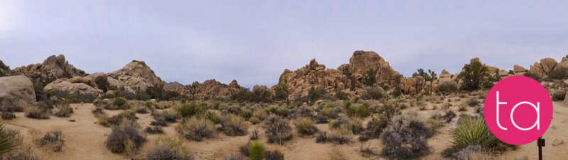 Going Wide in Joshua Tree National Park, USA