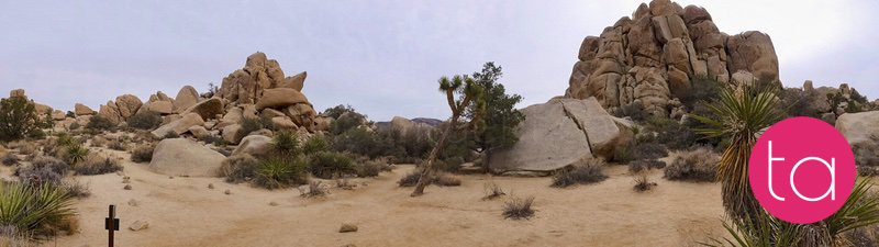 Going Wide in Joshua Tree National Park, USA