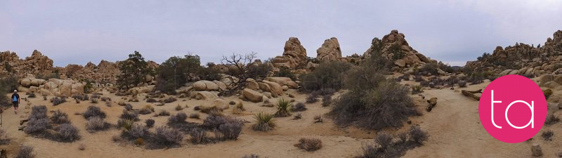 Going Wide in Joshua Tree National Park, USA