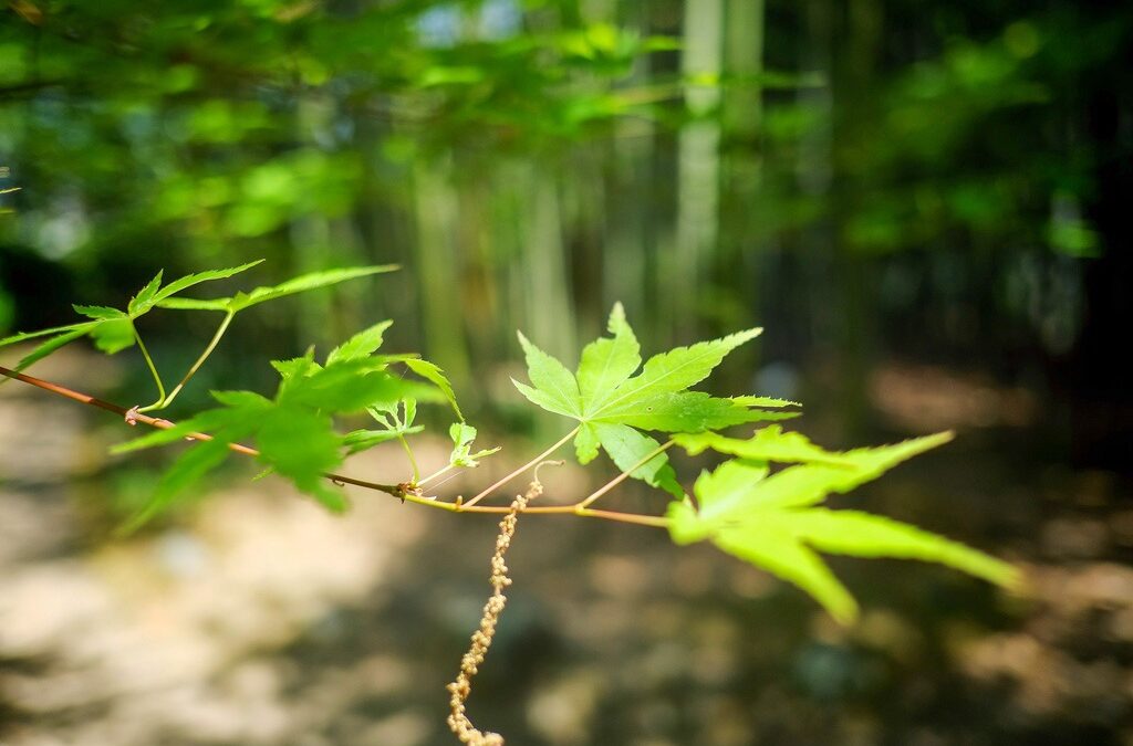 The Arashiyama Bamboo Grove