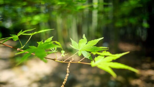 The Arashiyama Bamboo Grove
