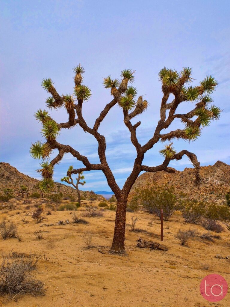 A Day Trip to Joshua Tree National Park