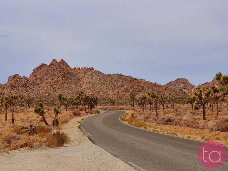 A Day Trip to Joshua Tree National Park