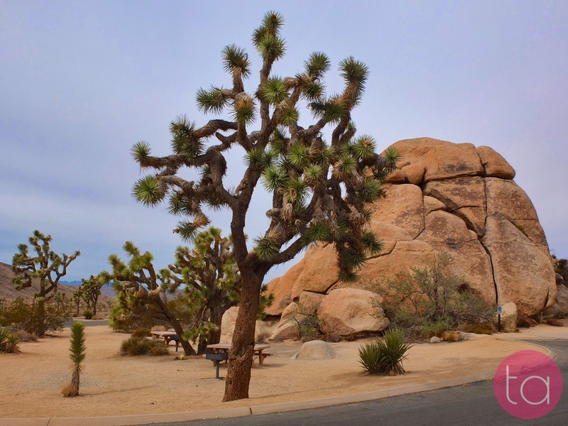 A Day Trip to Joshua Tree National Park