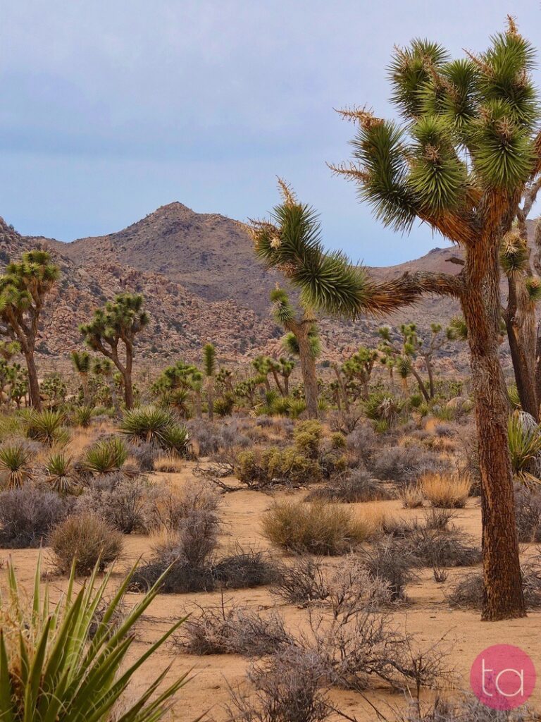 A Day Trip to Joshua Tree National Park