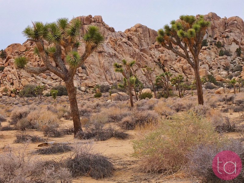 A Day Trip to Joshua Tree National Park