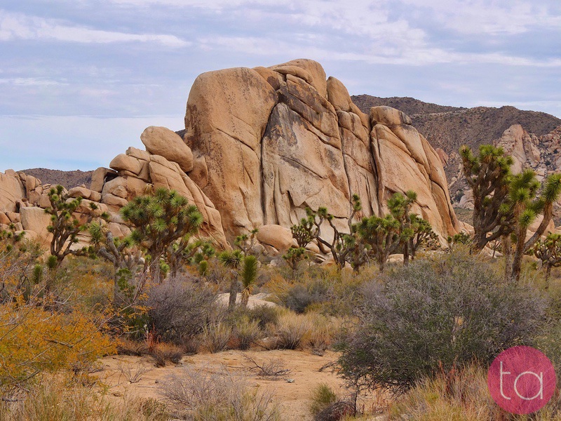 A Day Trip to Joshua Tree National Park
