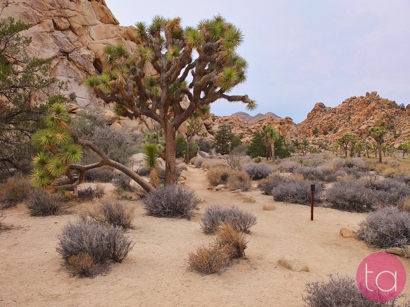 A Day Trip to Joshua Tree National Park