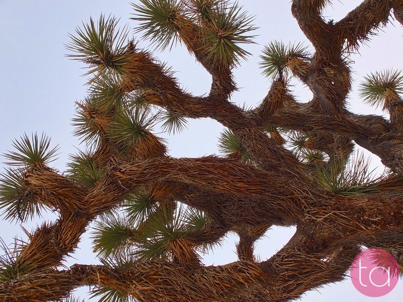 A Day Trip to Joshua Tree National Park