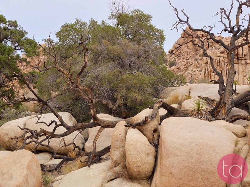 A Day Trip to Joshua Tree National Park